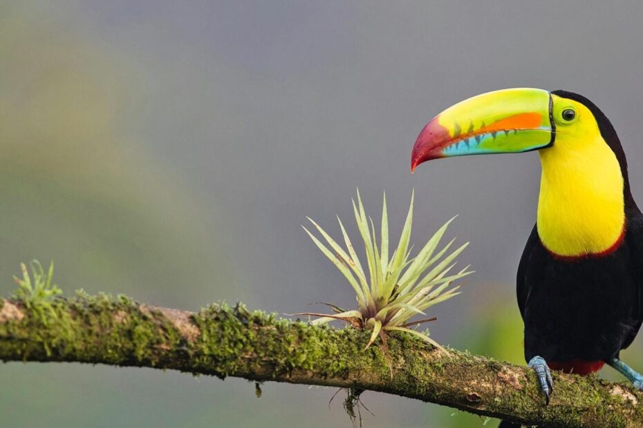 Invest in Costa Rica